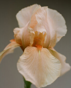 close up orange iris  shot on  medium format film 