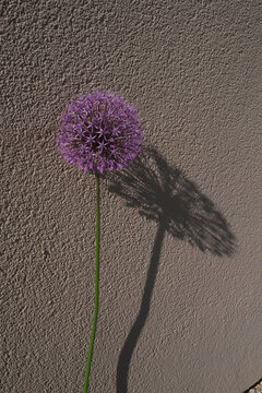 Purple Allium Flower with Long Shadow on Textured Wall