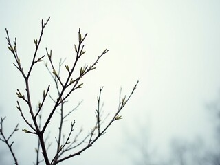 Branch in Foggy Background. A bare branch stands against a foggy, muted background.