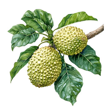 Breadfruit On A Tree Branch, soft hand-painted watercolor illustration, isolated on a white background.