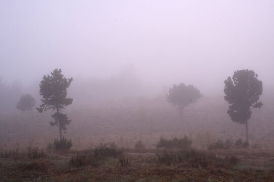 Atmospheric view of scattered trees in dense, purple-hued morning fog