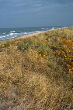 Stormy Beach Dunes with Golden Grass and Rough Ocean Waves