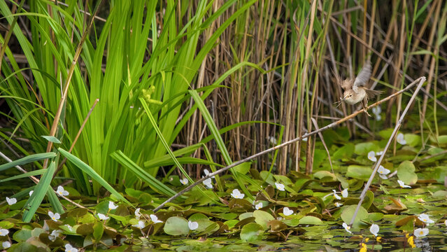 Marsh Warbler Flying Off With Pray (Acrocephalus palustris)