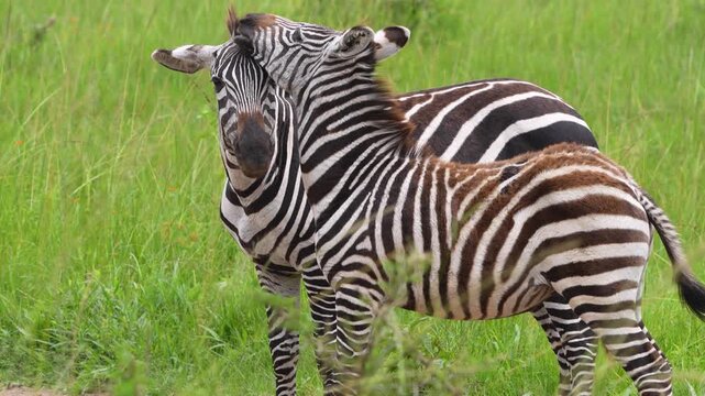 Two Plains zebras (Equus quagga) standing together in the savanna grasslands of Lake Mburo National Park, Uganda