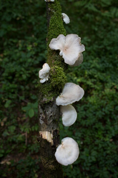 Wild White Fungi Growing on Moss-Covered Tree Trunk in Woodland