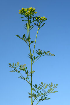 Fresh green sprig of rue against a clear blue sky background
