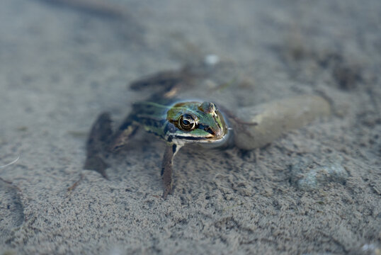Frosch sitzt regungslos im Wasser, Nahaufnahme, verwunschener M&auml;rchnprinz, k&uuml;ss mich