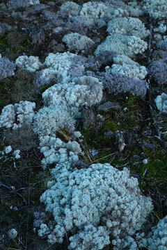Textured Ground Cover of White and Grey Lichen and Moss