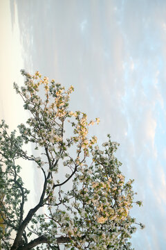 Blooming Tree with White Flowers Against Soft Blue Sky