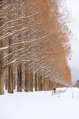 滋賀 メタセコイア並木の雪景色