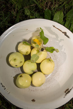 Rustic Harvest: Freshly Picked Imperfect Apples in an Old White Enamel Bowl