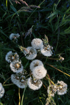 Dew-covered dandelion seed heads nestled in green grass under soft morning light