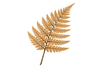 Obraz premium Dry brown fern leaf on a transparent background, autumn botanical foliage illustration, changing season plant