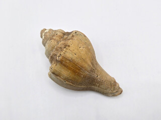 High resolution photograph of natural seashell and coral collection isolated on pure white background with soft shadows  for beach, summer, ocean, travel, education and creative design. Sea creatures.