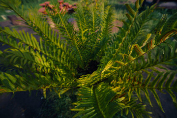 green fern leaves
