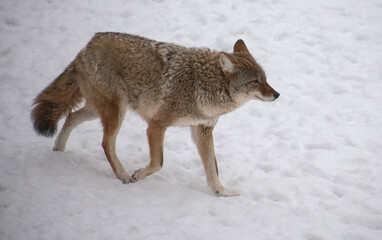 Obraz premium A wild coyote runs across a snowy landscape in winter, captured in side profile with its thick fur and focused posture. 