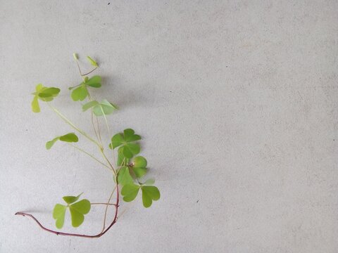 Clover plant with a gray background. It belongs to the water fern (Salviniales) family and has leaves composed of four opposite leaflets. Its roots are rhizomes that spread.