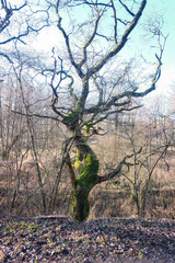 A tree with moss growing on it is the main focus of the image