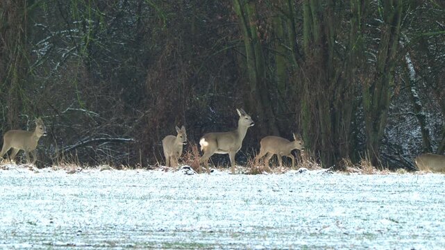 Eine Gruppe von Rehen am Waldesrand