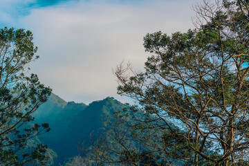 trees in the mountains