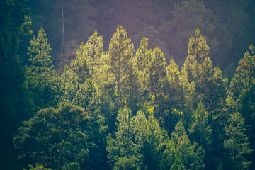 trees in the morning