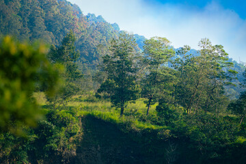 green forest and blue sky