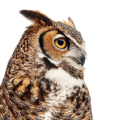 Obraz premium PNG of Close-up of a majestic owl with striking features and captivating eyes.