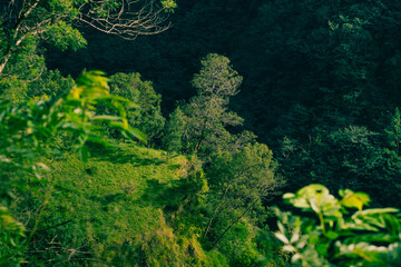 green forest in the morning