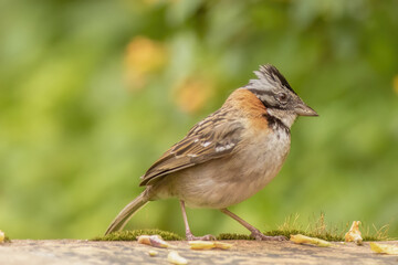 A rufous-collared sparrow standing in the clay tiled floor of a terrace, in a farm in the eastern Andean mountains of central Colombia, near the Iguaque natural reserve.