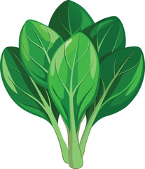 Fresh green spinach leaves vector illustration for healthy food design