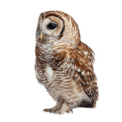 Fototapeta premium PNG of A beautiful brown-spotted owl perched gracefully, showcasing its large dark eyes and intricate feathers.