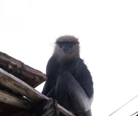 Obraz premium Gray langur monkey sitting on a building roof in Galle Fort, Sri Lanka. Close-up portrait shows expressive face, detailed fur and urban-wildlife interaction.