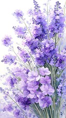 Lavendel, Violette Blumen, Pflanzen, Fr&uuml;hling
