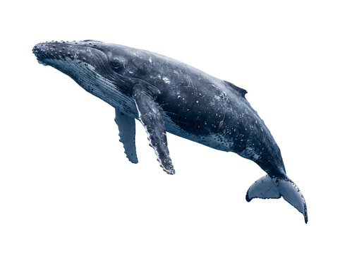 Humpback whale side view, isolated on transparent background (PNG)