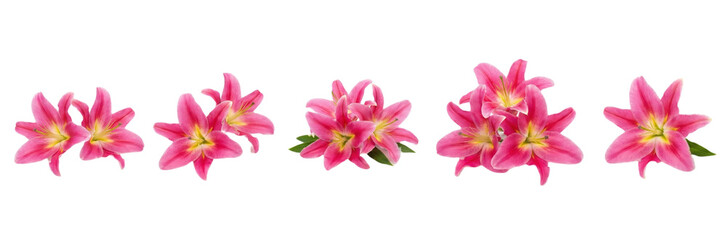 Fototapeta premium Vibrant pink lilies in various stages of bloom on white background