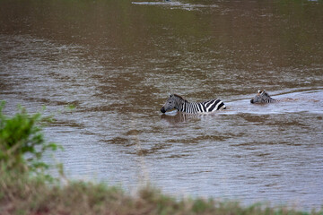 Small crossing across Mara River in Kenya. Zebras and wildebeest from Masai mara to Serengeti, Africa