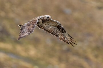 Obraz premium Rough-legged buzzard soaring gracefully above Jotunheimen National Park in Norway during a serene day