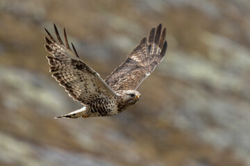 Fototapeta premium Rough-legged buzzard soaring through the skies of Jotunheimen National Park in Norway