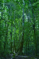 Fototapeta premium trees in the forest