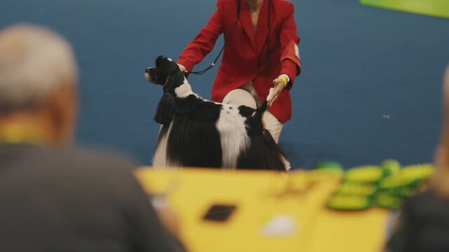 Champion cocker spaniel dog standing for judging at a competition