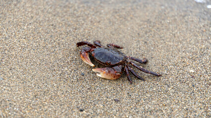 海辺の砂浜を歩く野生のカニ
