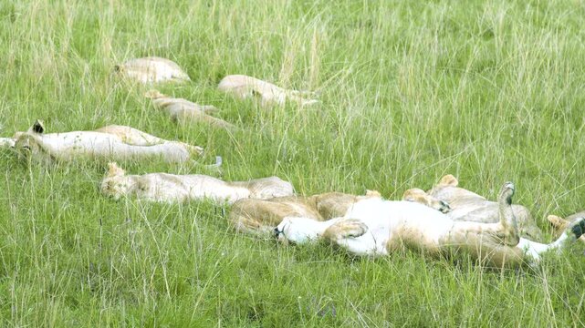 A pride of lions and lionesses sleeping and resting in the tall green savanna grass, including one lioness lying belly up, Maasai Mara, Kenya.