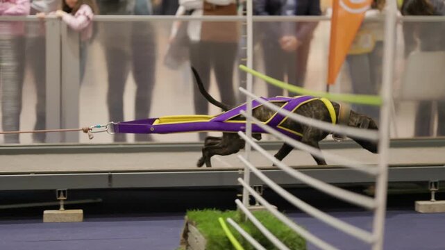 Strong brindle dog competing in weight pulling competition