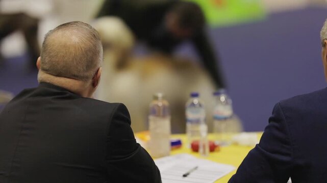 Dog show judge evaluating afghan hound breed