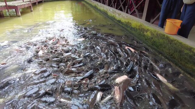 A multitude of pangasius fish in a fish farm to be fed to crocodiles in Asia , Vietnam , Mekong river 