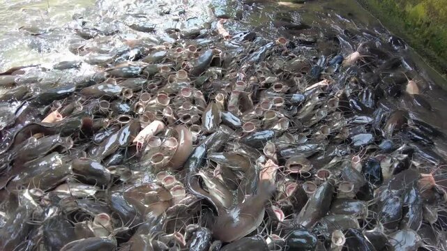 A multitude of pangasius fish in a fish farm to be fed to crocodiles in Asia , Vietnam , Mekong river 
