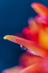 Fototapeta premium Macro of yellow chrysanthemum petal tip with dew drop on blue background. Minimalist Blue Hour floral art for serene design.