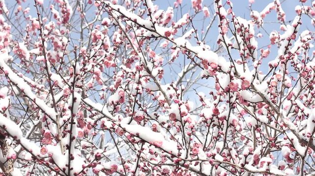 Japanese plum ume blossoming under the cover of snow, Kyoto, Japan