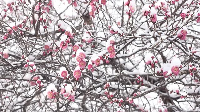 Japanese plum ume blossoming under the cover of snow, Kyoto, Japan