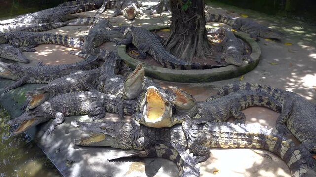 A multitude of crocodiles alligator lying in the sun near the water waiting to eat pangasius fish in Asia Vietnam Mekong river 